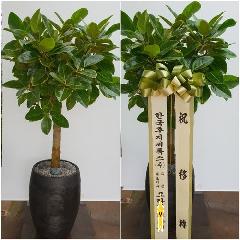 청뱅갈고무나무