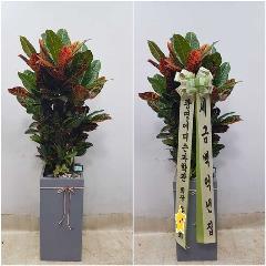 크로톤