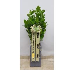 크루시아