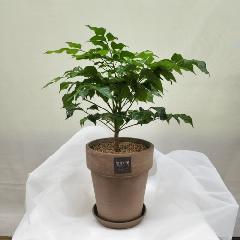 녹보수